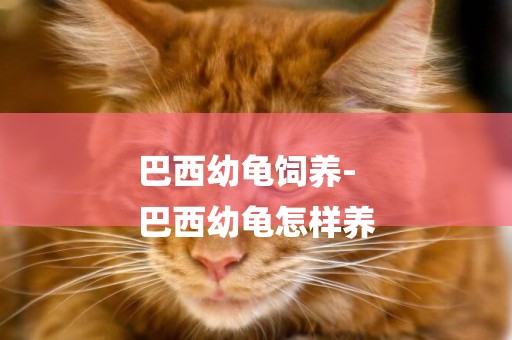 巴西幼龜飼養-
巴西幼龜怎樣養