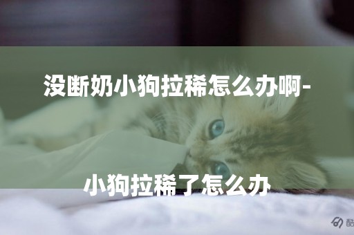 沒斷奶小狗拉稀怎么辦啊-
小狗拉稀了怎么辦
