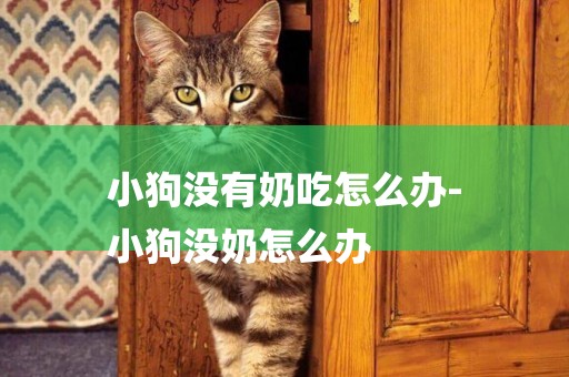 小狗沒有奶吃怎么辦-
小狗沒奶怎么辦