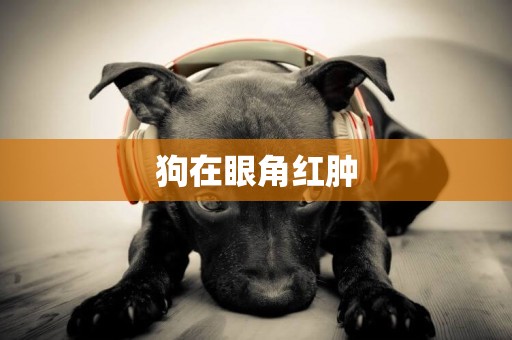 狗在眼角紅腫