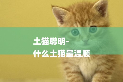 土貓聰明-
什么土貓最溫順