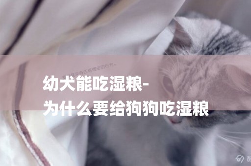 幼犬能吃濕糧-
為什么要給狗狗吃濕糧