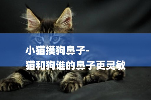 小貓摸狗鼻子-
貓和狗誰的鼻子更靈敏