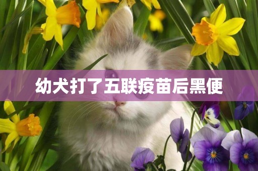 幼犬打了五聯疫苗后黑便