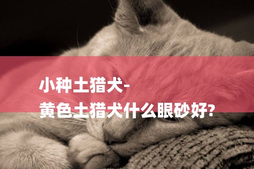 小種土獵犬-
黃色土獵犬什么眼砂好?