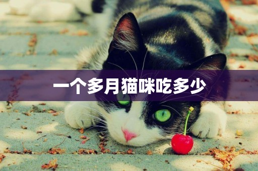 一個多月貓咪吃多少