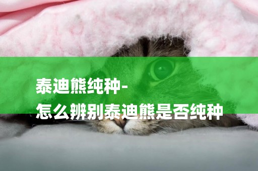 泰迪熊純種-
怎么辨別泰迪熊是否純種