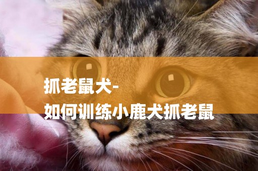抓老鼠犬-
如何訓練小鹿犬抓老鼠