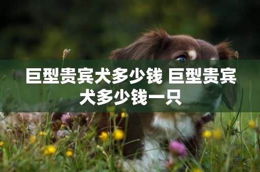 巨型貴賓犬多少錢 巨型貴賓犬多少錢一只