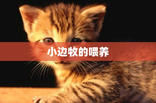 小邊牧的喂養