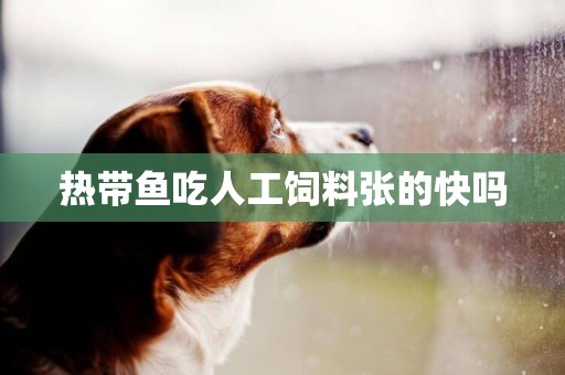 熱帶魚吃人工飼料張的快嗎