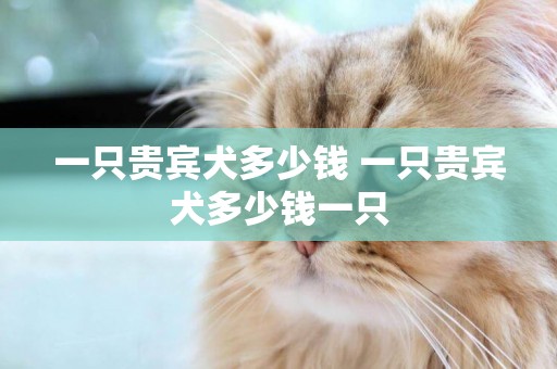 一只貴賓犬多少錢 一只貴賓犬多少錢一只