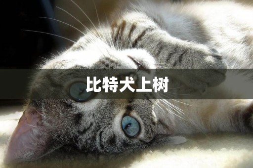 比特犬上樹
