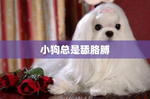 小狗總是舔胳膊