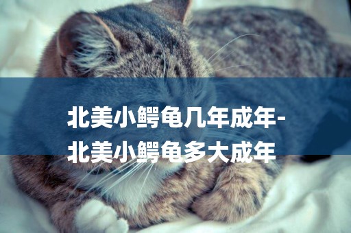 北美小鱷龜幾年成年-
北美小鱷龜多大成年