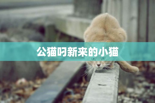 公貓叼新來的小貓