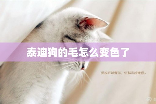 泰迪狗的毛怎么變色了