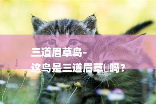 三道眉草鳥-
這鳥是三道眉草鹀嗎？