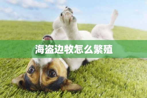 海盜邊牧怎么繁殖