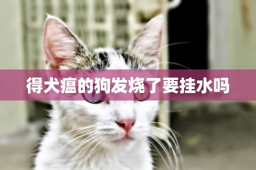 得犬瘟的狗發燒了要掛水嗎