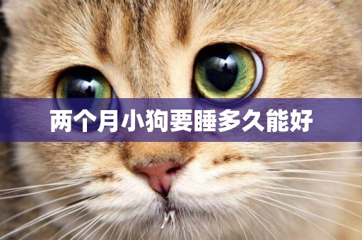 兩個月小狗要睡多久能好