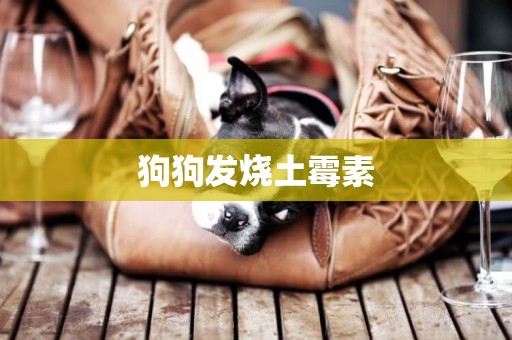 狗狗發燒土霉素