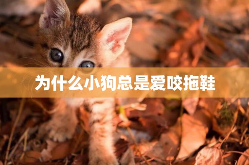 為什么小狗總是愛咬拖鞋