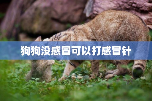 狗狗沒感冒可以打感冒針