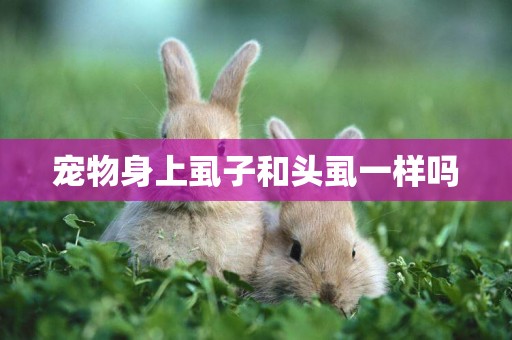 寵物身上虱子和頭虱一樣嗎