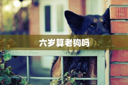 六歲算老狗嗎