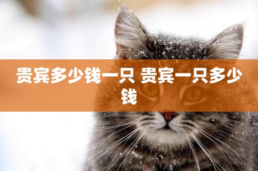 貴賓多少錢一只 貴賓一只多少錢