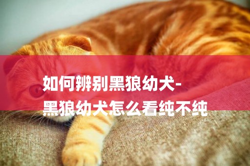 如何辨別黑狼幼犬-
黑狼幼犬怎么看純不純