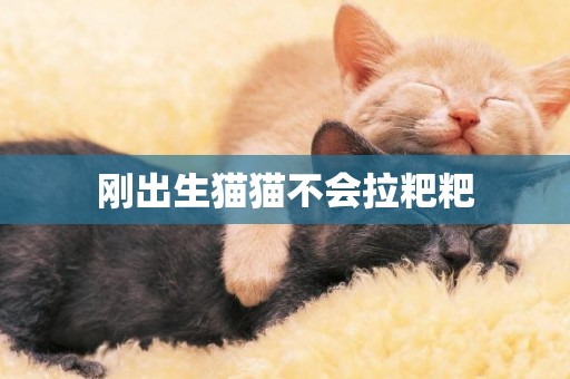 剛出生貓貓不會拉粑粑