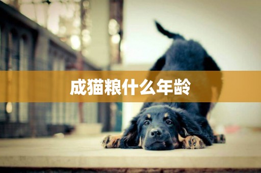 成貓糧什么年齡