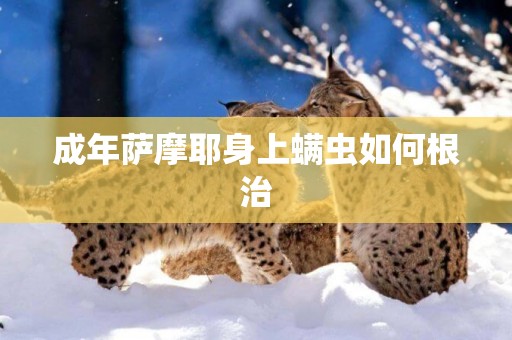 成年薩摩耶身上螨蟲如何根治