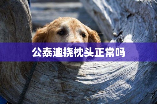 公泰迪撓枕頭正常嗎