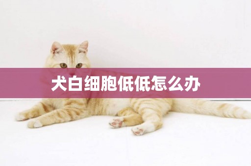 犬白細胞低低怎么辦