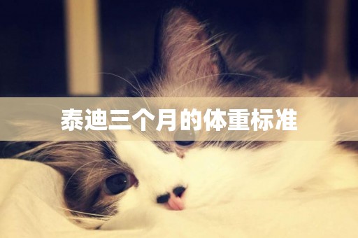 泰迪三個月的體重標準