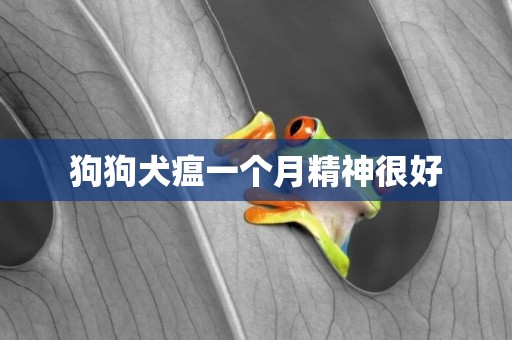 狗狗犬瘟一個月精神很好