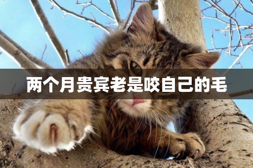 兩個月貴賓老是咬自己的毛