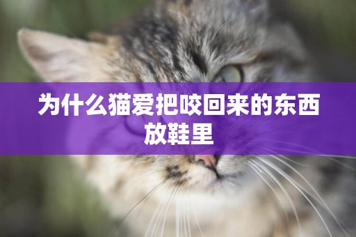 為什么貓愛把咬回來的東西放鞋里