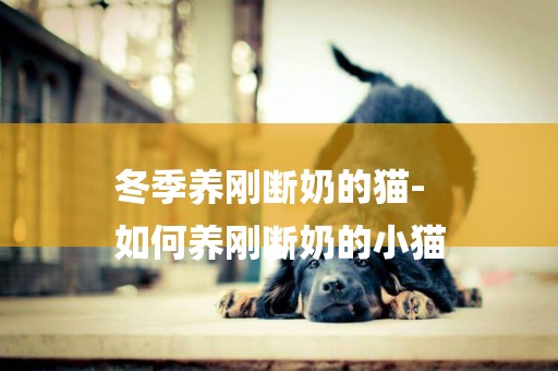 冬季養剛斷奶的貓-
如何養剛斷奶的小貓