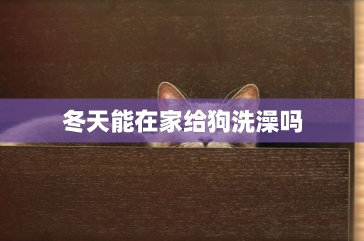 冬天能在家給狗洗澡嗎