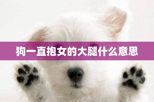 狗一直抱女的大腿什么意思