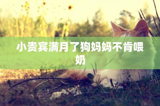 小貴賓滿月了狗媽媽不肯喂奶