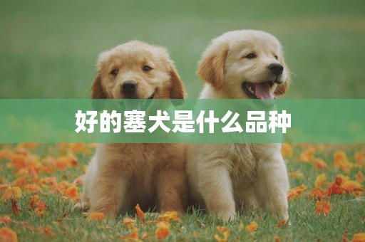好的塞犬是什么品種