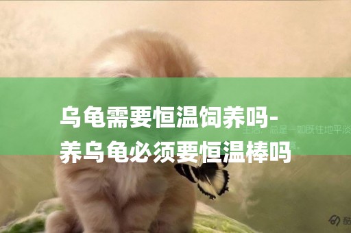 烏龜需要恒溫飼養嗎-
養烏龜必須要恒溫棒嗎