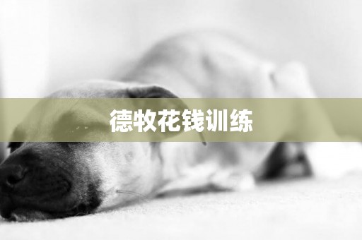 德牧花錢訓練