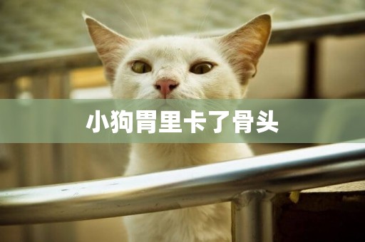 小狗胃里卡了骨頭