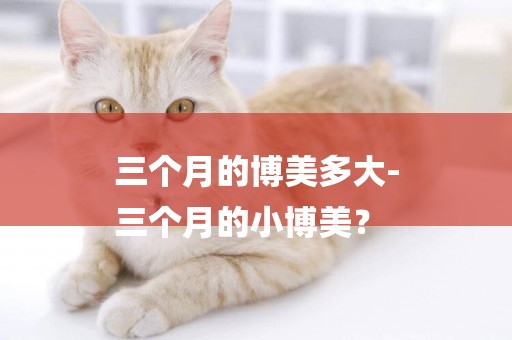 三個月的博美多大-
三個月的小博美？
